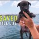 Tiny Puppy Dumped On The Street Rescued by Sailors | Sailing Sunday | Ep. 163