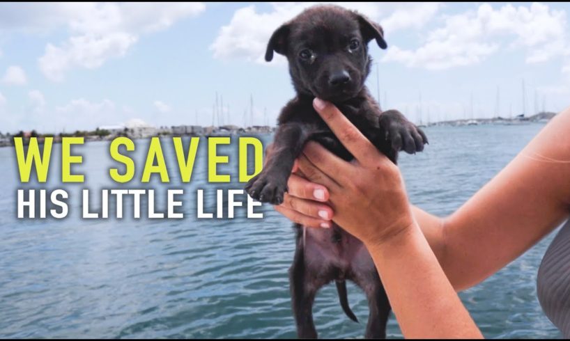 Tiny Puppy Dumped On The Street Rescued by Sailors | Sailing Sunday | Ep. 163