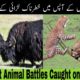 Top 3 Greatest Animal Battles Caught on Camera / Animals Fight / خطرناک جانوروں کی لڑائی   #shorts