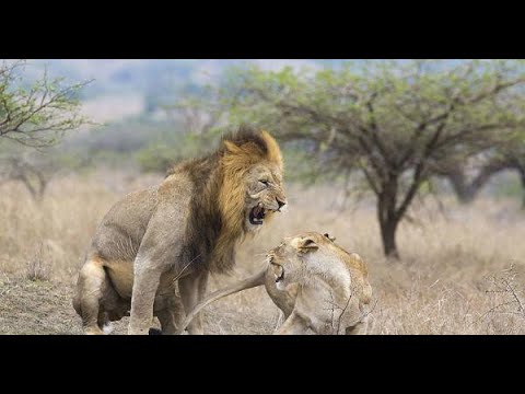 Top 5 Amazing Animal Rescues #ST. SOME