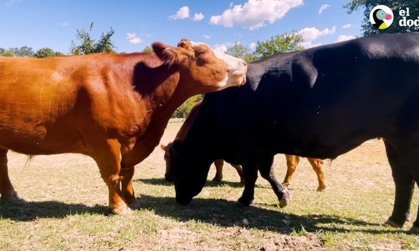 Toro valiente y sus hermanos escapan del matadero | El Dodo