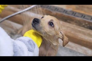 Two Puppies Fall In Love With The Girl Who Rescued Them