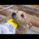 Two Puppies Fall In Love With The Girl Who Rescued Them