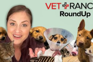 Vet Ranch RoundUp This Week: A Tail of Cheerios, Adoptions, and Ricky Bobby!