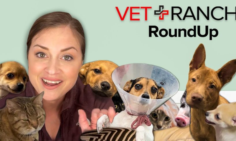 Vet Ranch RoundUp This Week: A Tail of Cheerios, Adoptions, and Ricky Bobby!