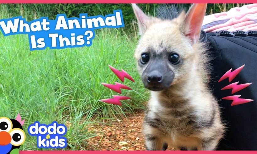 Vets Rescue a Mystery Animal… But What Is She? | Dodo Kids | Rescued!