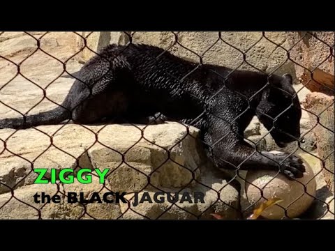 WILD ANIMALS PLAYING | ZIGGY the Black Jaguar