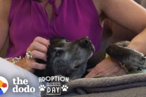 Watch An Old, Sad Dog Turn Into The Happiest Puppy In His Forever Home | The Dodo Adoption Day