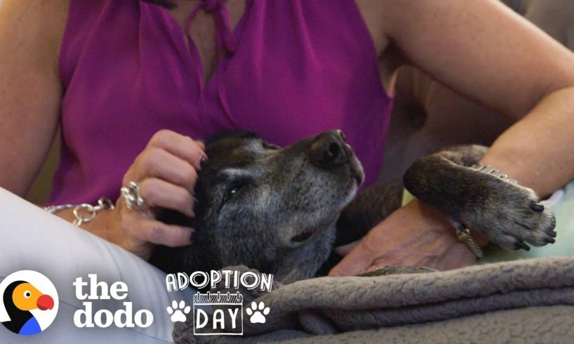 Watch An Old, Sad Dog Turn Into The Happiest Puppy In His Forever Home | The Dodo Adoption Day