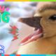 Watch This Duck Hatch From Her Egg And Grow SO BIG! | Dodo Kids | Baby 2 Big