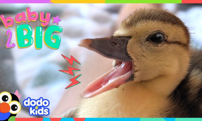 Watch This Duck Hatch From Her Egg And Grow SO BIG! | Dodo Kids | Baby 2 Big