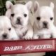 Weekly Cutest and Funniest English Dogs 🐶 - Dogs - Awesome Funny Bulldog Life Video 😇