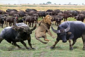 When Buffalo Fight Back Lion - Buffalo make Lion become jokes | Buffalo Lion Cheetah Hyena Fight