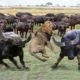 When Buffalo Fight Back Lion - Buffalo make Lion become jokes | Buffalo Lion Cheetah Hyena Fight