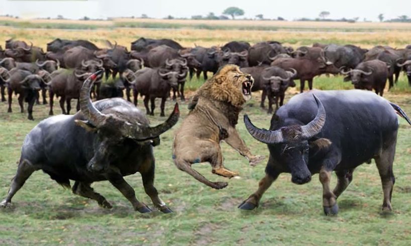 When Buffalo Fight Back Lion - Buffalo make Lion become jokes | Buffalo Lion Cheetah Hyena Fight