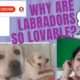 Why are Labradors so lovable?Labs are the cutest puppies