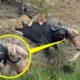 Wild Animals: Buffalo Destroy Lion ► Epic Battle Buffalo Vs Lions ►Death Battle Never Seen !