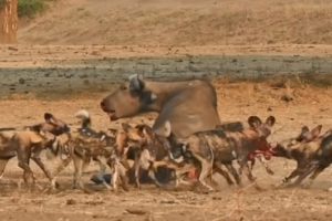 Wild Dogs vs Buffalo - Animal Fighting | ATP Earth