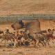 Wild Dogs vs Buffalo - Animal Fighting | ATP Earth