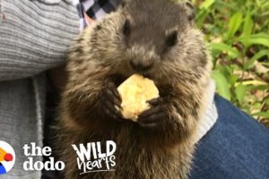 Wild Groundhog Won't Let Woman Go Home Without Her | The Dodo Wild Hearts