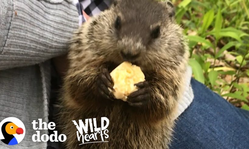 Wild Groundhog Won't Let Woman Go Home Without Her | The Dodo Wild Hearts