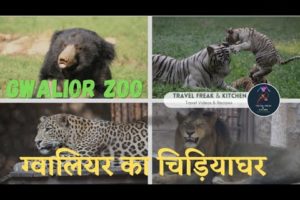 Wild animal fights and Zoo video #wildlife #animals #zoo