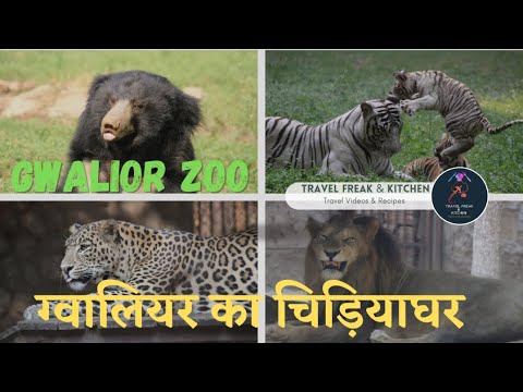 Wild animal fights and Zoo video #wildlife #animals #zoo