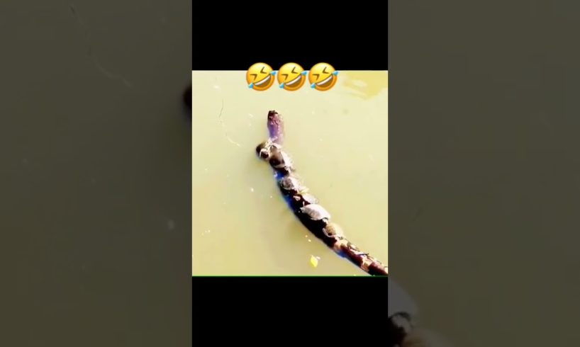 Wildlife animal fight scene #short !ep017