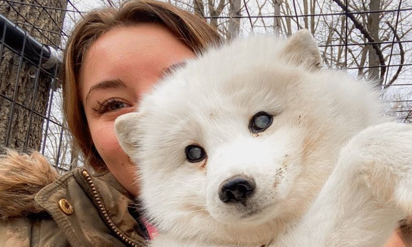 Woman adopts a senior fox to make him happy in final years