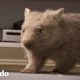 Wombat bebé rescatado todavía duerme con sus animales de peluche una vez que es liberado | El Dodo