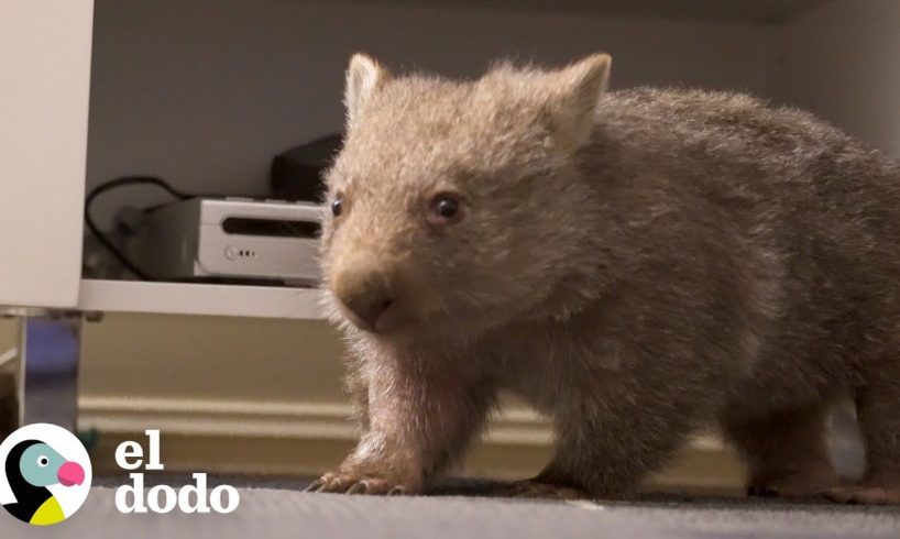 Wombat bebé rescatado todavía duerme con sus animales de peluche una vez que es liberado | El Dodo