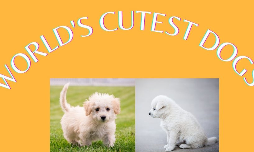 #World's cutest puppies