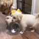 a cute doggy want breakfast 🤣 cute puppy @cutest puppies city #shorts cute puppy funny video #short