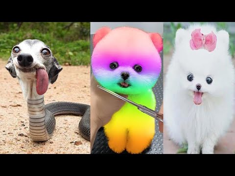 cute baby animals #video #compilation #cute #moments #of the 2022 -paws House