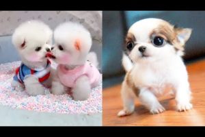 cutest baby animals #videos #compilation 2022 🐶cute #moments of the #animals - 😺paws House