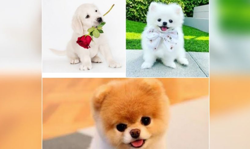 cutest moment of animals videos cute puppies playing moments videos #dog #cute #animals #1