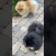 cutest puppies #viral #shorts #youtubeshorts