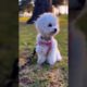 cutest puppy in the world | top 10 cute puppies in the world | puppy video | #shorts #puppy