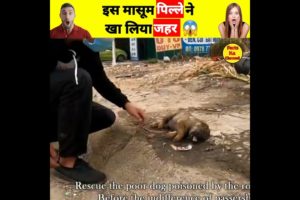 😢 dog rescue video | puppy rescue in hindi | animals rescue team shorts |rescue dog |#shorts