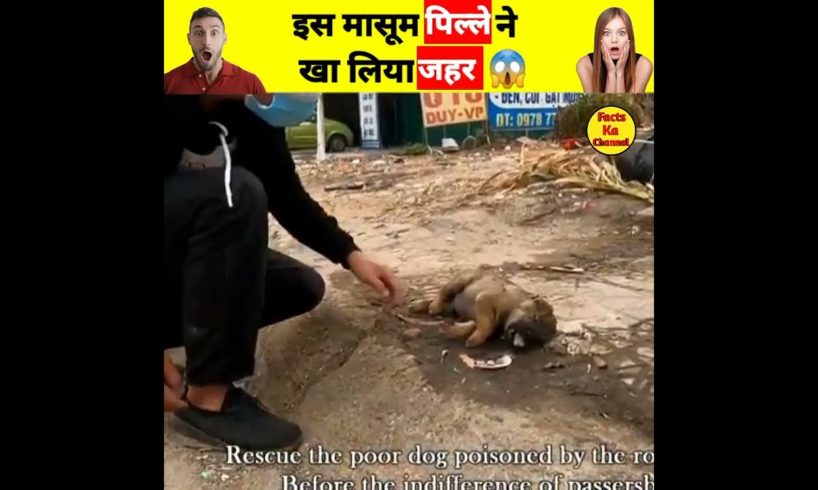 😢 dog rescue video | puppy rescue in hindi | animals rescue team shorts |rescue dog |#shorts
