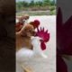 dog tik tok - ultimate cutest puppies and funniest dogs of tiktok compilation!