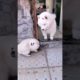 funny animal videos | puppies playing videos | cutest puppies videos | naughty puppies | funny video