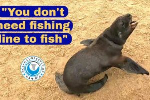 "You don't need fishing line to fish" - Seal Rescue