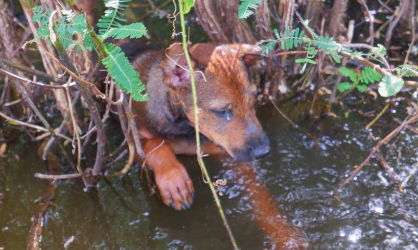 rescue a stray young dog stuck in water