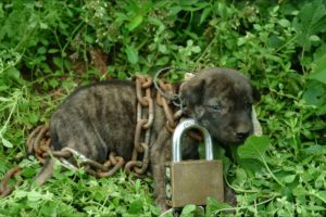 rescue an abandoned puppy [removing the chain] feeding street dogs nice food loving eating so much