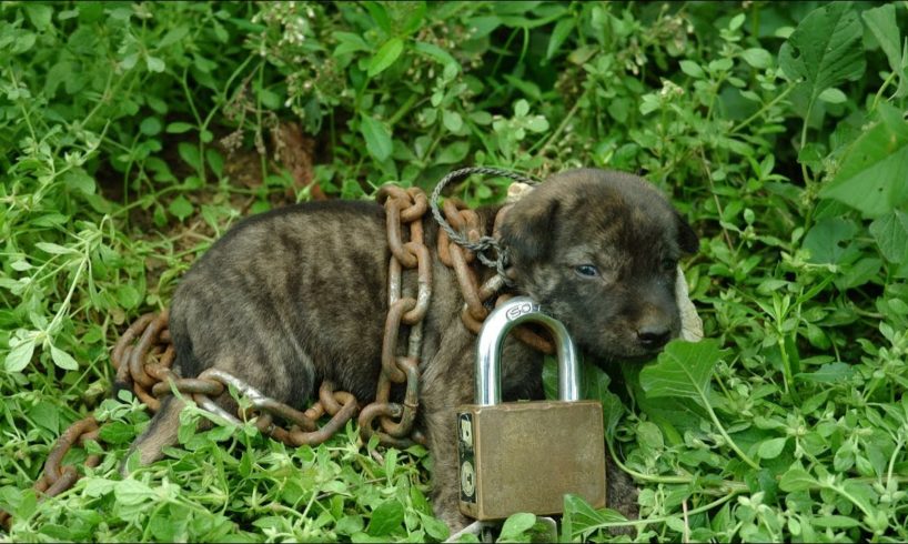 rescue an abandoned puppy [removing the chain] feeding street dogs nice food loving eating so much