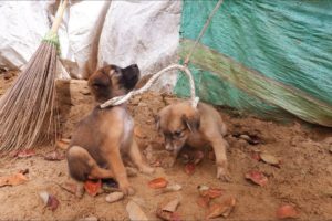 rescue stray puppies hung up crying hard for mommy then feeding poor puppies & adopted as children