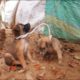 rescue stray puppies hung up crying hard for mommy then feeding poor puppies & adopted as children