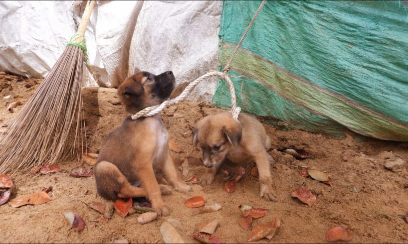 rescue stray puppies hung up crying hard for mommy then feeding poor puppies & adopted as children