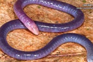 #weired things#wild animal fights#interesting facts Caecilian facts ;Neither A Worm nor A Snake